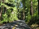 Big Basin Redwoods State Park - Hwy. 236