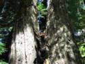 Big Basin Redwoods State Park - Hwy. 236