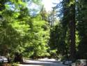 Big Basin Redwoods State Park - Hwy. 236