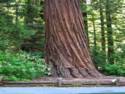 Big Basin Redwoods State Park - Hwy. 236