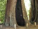 Big Basin Redwoods State Park - Hwy. 236
