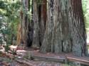 Big Basin Redwoods State Park - Hwy. 236