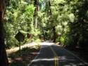 Big Basin Redwoods State Park - Hwy. 236