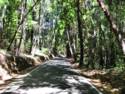 Big Basin Redwoods State Park - Hwy. 236