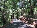 Big Basin Redwoods State Park - Hwy. 236