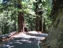Big Basin Redwoods State Park - Hwy. 236