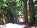 Big Basin Redwoods State Park - Hwy. 236