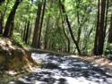 Big Basin Redwoods State Park - Hwy. 236