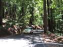 Big Basin Redwoods State Park - Hwy. 236