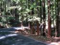 Big Basin Redwoods State Park - Hwy. 236