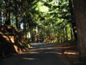Fairfax Bolinas Rd.