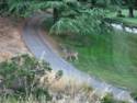 Fairfax Bolinas Rd.