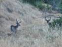 Deer on Fairfax Bolinas Rd.
