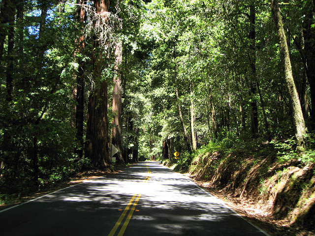 Big Basin Redwoods State Park - Hwy. 236