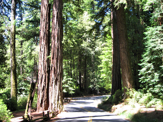 Big Basin Redwoods State Park - Hwy. 236