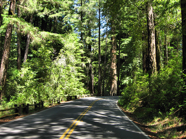 Big Basin Redwoods State Park - Hwy. 236