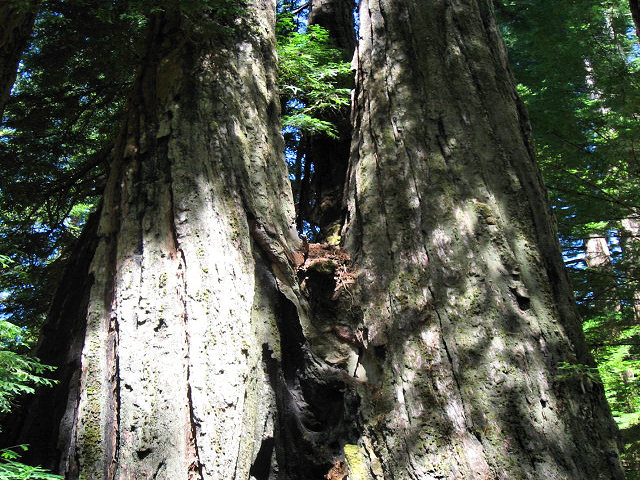 Big Basin Redwoods State Park - Hwy. 236