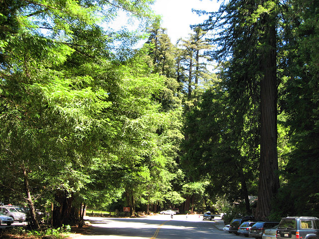 Big Basin Redwoods State Park - Hwy. 236