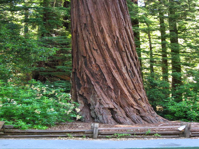 Big Basin Redwoods State Park - Hwy. 236