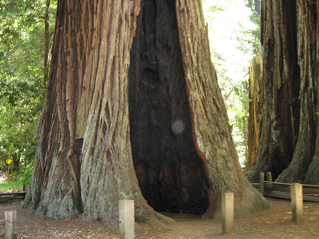 Big Basin Redwoods State Park - Hwy. 236
