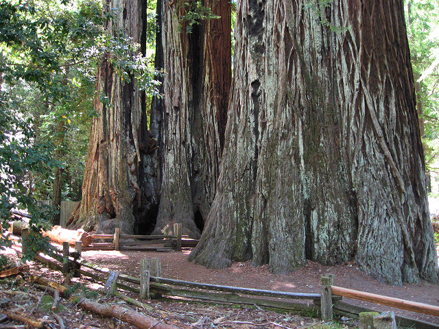 Big Basin Redwoods State Park - Hwy. 236