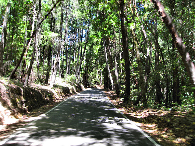 Big Basin Redwoods State Park - Hwy. 236