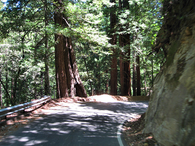 Big Basin Redwoods State Park - Hwy. 236