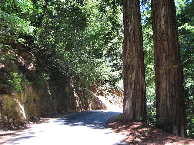 Big Basin Redwoods State Park - Hwy. 236