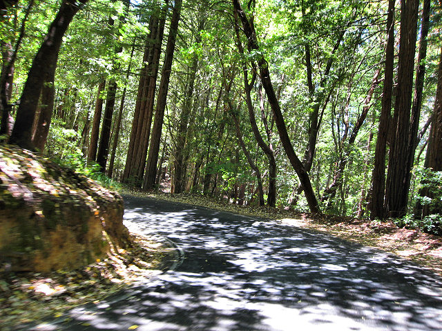 Big Basin Redwoods State Park - Hwy. 236