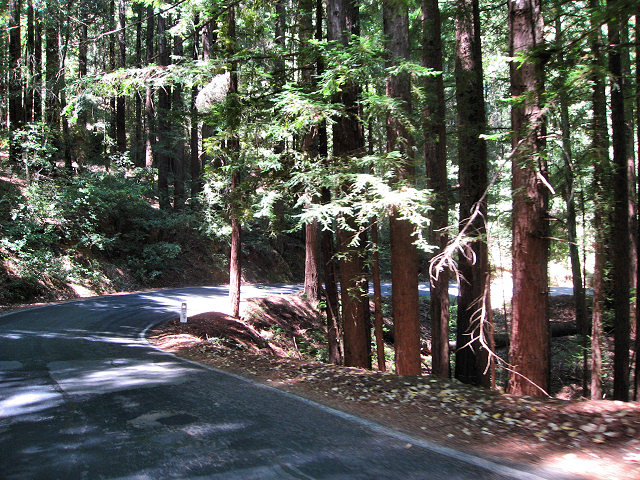 Big Basin Redwoods State Park - Hwy. 236