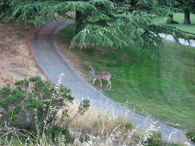 Fairfax Bolinas Rd.