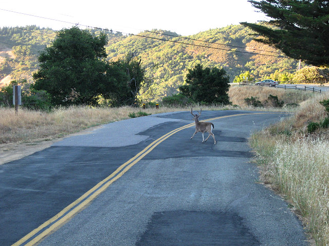 Deer on Fairfax Bolinas Rd.