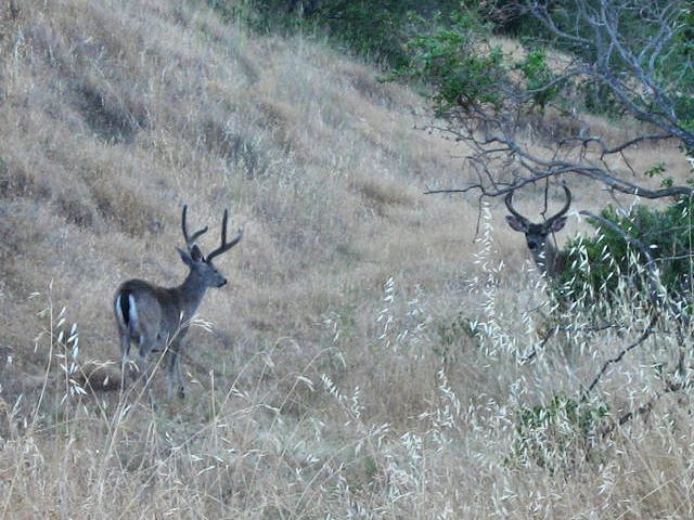 Deer on Fairfax Bolinas Rd.