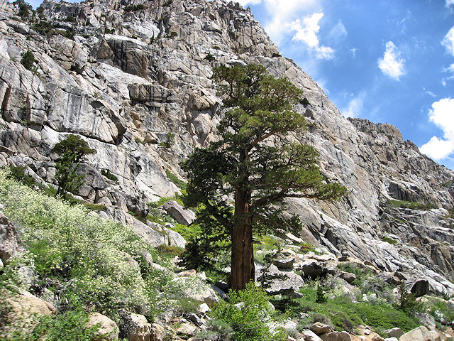 Sonora Pass Hwy. 108
