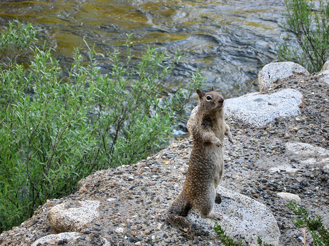 Wildlife