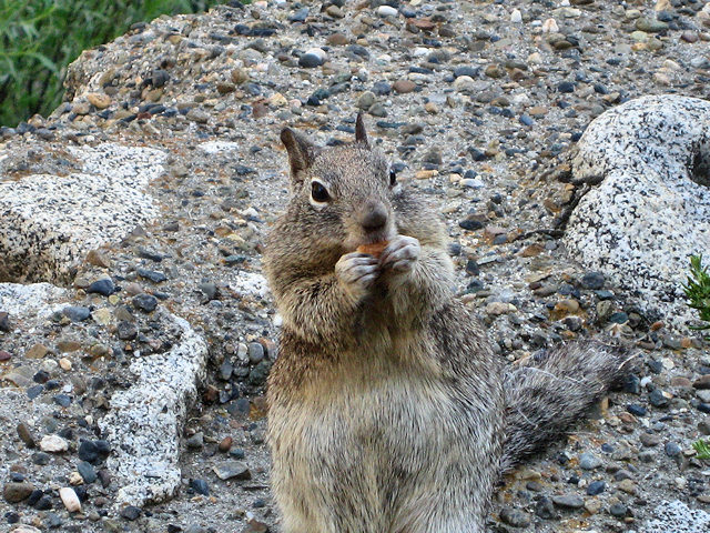 Wildlife