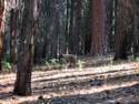 Yosemite National Park