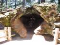 Kings Canyon National Park