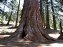 Kings Canyon National Park