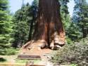 General Grant Sequoia
