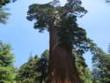 General Grant Sequoia