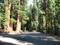 Sequoia National Park