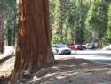 Sequoia National Park