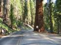 Sequoia National Park