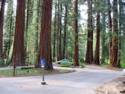 Sequoia National Park