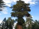 Sequoia National Park