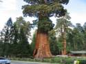 Sequoia National Park