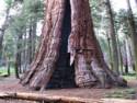 Sequoia National Park