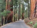Sequoia National Park