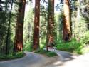 Sequoia National Park